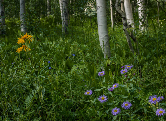 Crested Butte Wildflowers- Aspen Scene - Showy Fleabane and Goldenweed