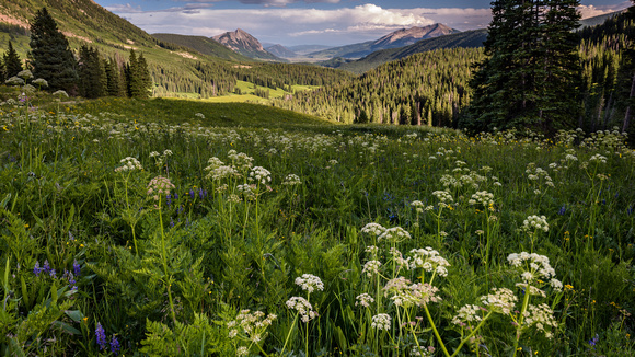 Crested Butte Wildflowers- Mountain Meadow Scene