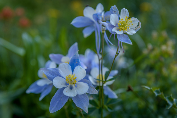 Crested Butte Wildflowers-Columbine