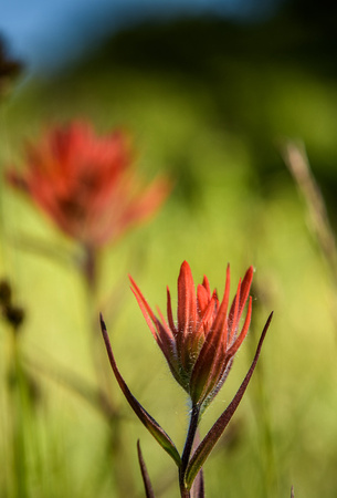 Crested Butte Wildflowers-Indian Paintbrush