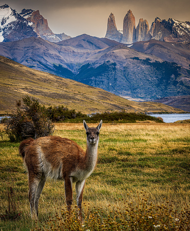 Guanaco - Torres del Paine National Park - Chile
