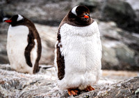 Gentoo Penguins - Brown Station - Antarctica