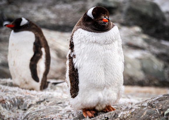 Gentoo Penguins - Brown Station - Antarctica