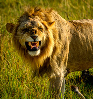Male East African Lion