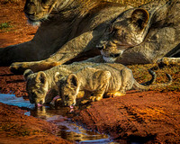 East African Lions