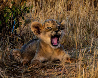 East African Lion Cub