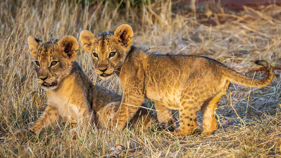 East African Lion Cubs