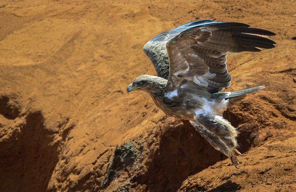 Tawny Eagle - Kenya