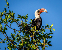 Von der Decken's Hornbill - Kenya