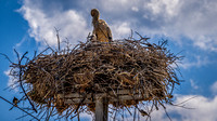 Storks - Bulgaria