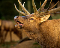 Bugling Elk - Estes Park Colorado