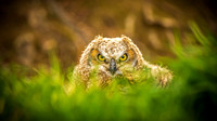 Immature Great Horn Owl - Colorado
