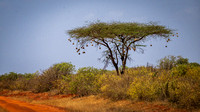 Tsavo East National Park - Weaver Bird Nests in an Acacia Tree