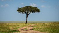 Acacia Tree - Masai Mara National Preserve