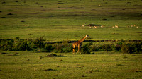 Masai Mara National Preserve