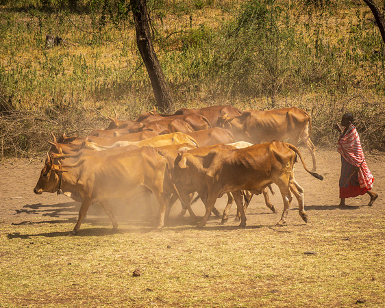 Moving Cattle near Simba