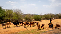 Moving Cattle along the Road near Kiboko