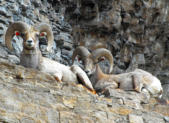 Glenwood Canyon Sheep