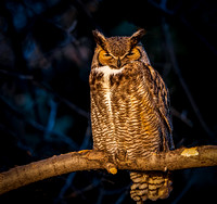 Male Owl Near the Nest