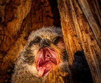 Sleepy Yawning in the Owl Nest