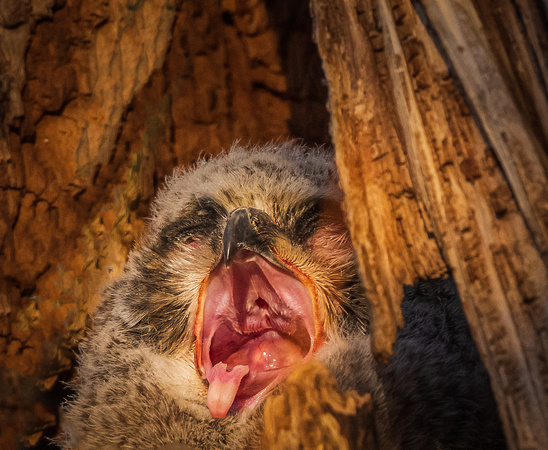 Sleepy Yawning in the Owl Nest