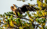 Bald Eagle - Grand Teton National Park