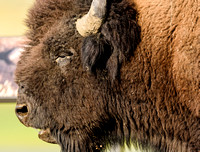 Buffalo - Lamar Valley - Yellowstone National Park