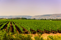 Vineyards outside of Mostar