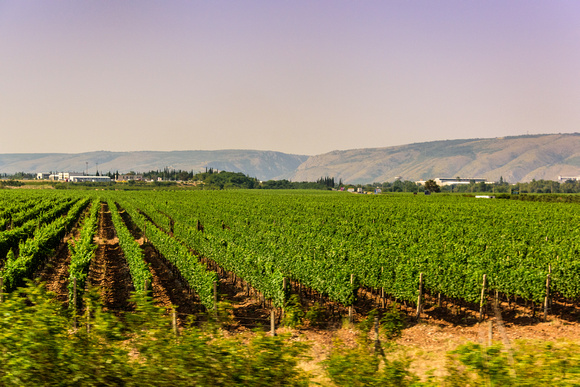 Vineyards outside of Mostar