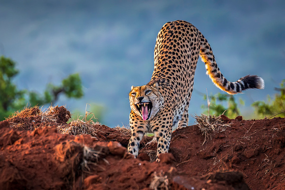 Stretching Cheetah - Kenya