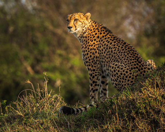 Cheetah - Kenya