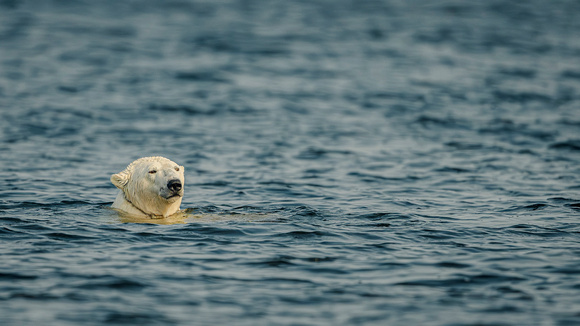 Female Polar Bear in Hudson Bay - Manitoba