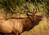 Rutting Elk -Rocky Mountain National Park - Colorado