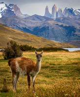 Guanaco (relative of the Llama) and the three horns Torres d'Agostini, Torres Central,Torres Monzino