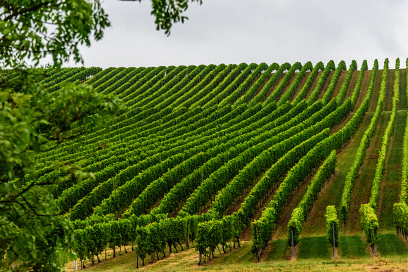 Vineyards in the Rhine Valley - Near Bacharach