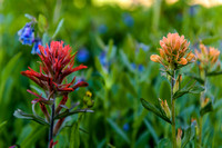 Crested Butte Wildflowers-Indian Paintbrush