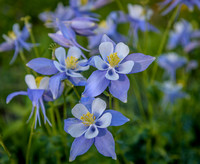 Crested Butte Wildflowers-Columbine