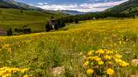 Crested Butte Wildflowers- Near Gothic