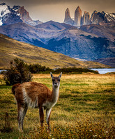 Guanaco and the Horn Mountains - Torres del Paine National Park - Chile