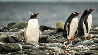 Gentoo Penguins - Yankee Harbor - Antarctica