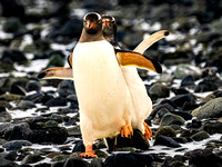 Dancing Gentoo Penguins - Yankee Harbor-Antarctica