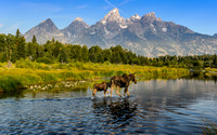 Moose at Schwabacher Landing - Grand Teton National Park