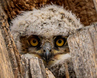 Juvenile Owlet