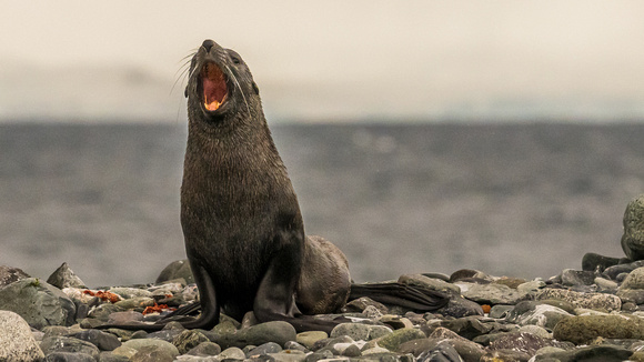 Fur Seal at Yankee Harbor