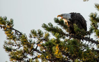 Bald Eagle - Grand Teton National Park