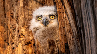 Juvenile Owlet