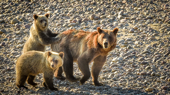 Mama Bear and Cubs - Grand Teton National Park
