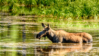 Moose - Grand Teton National Park