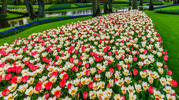 Keukenhof Gardens