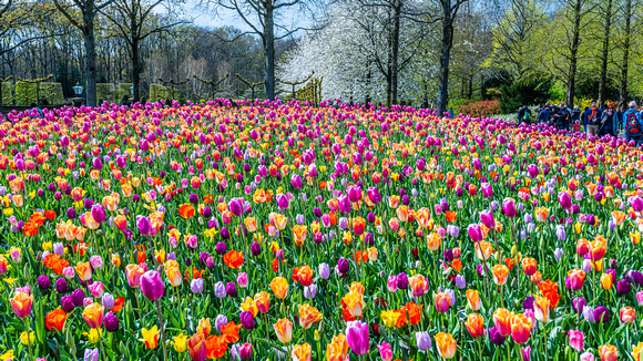 Keukenhof Gardens